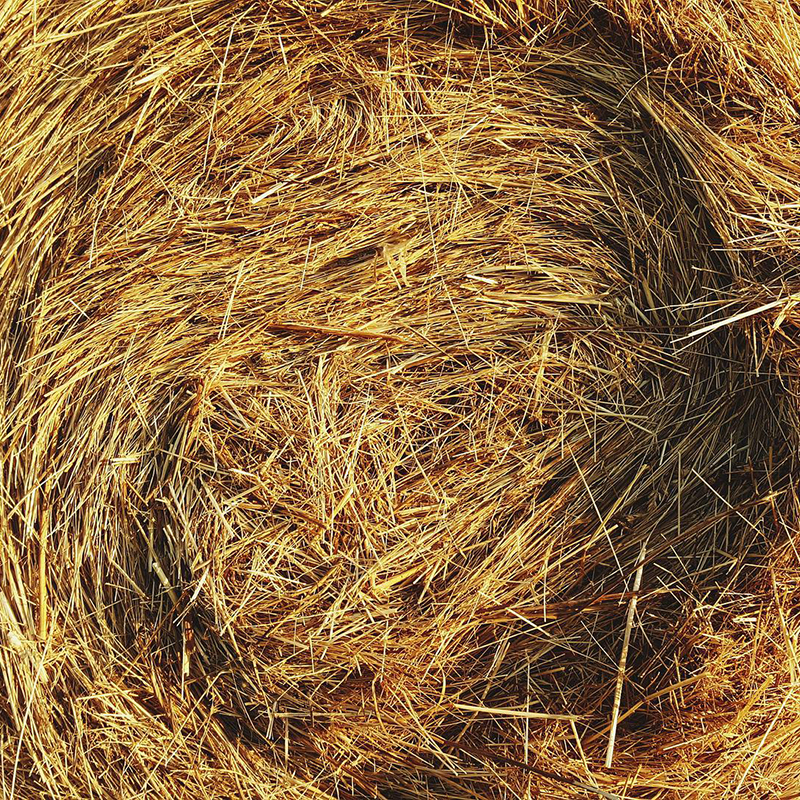 Close up photograph of hay 