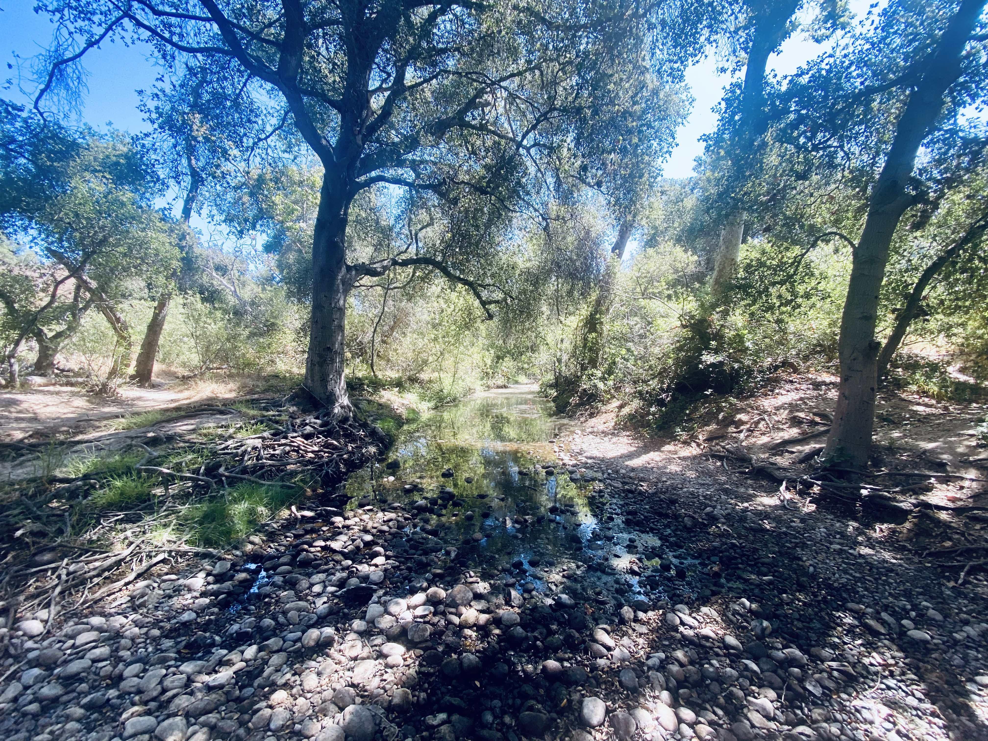 San Clemente Canyon Forest