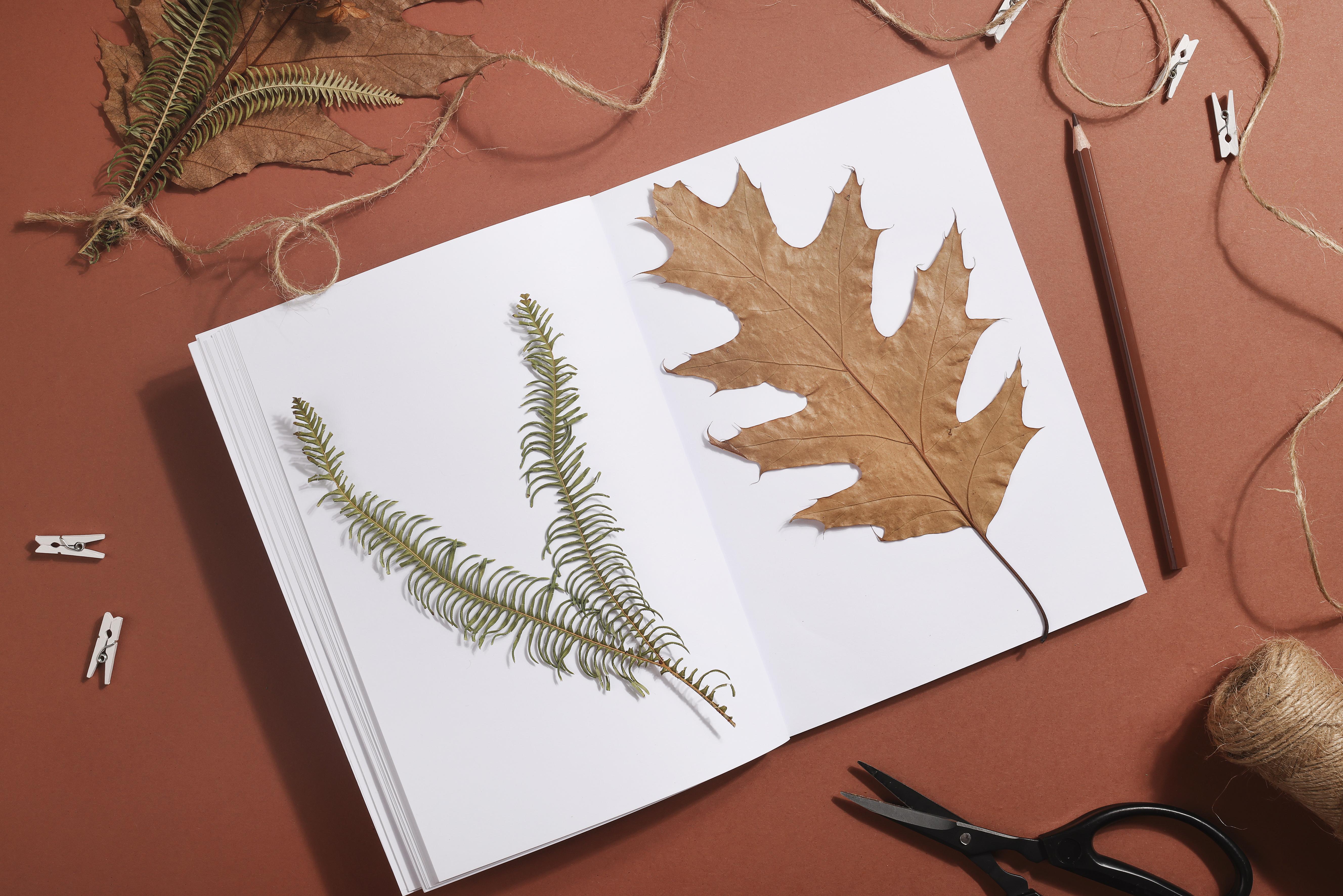 leaves on paper